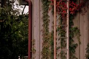images/beacon/ivy.jpg