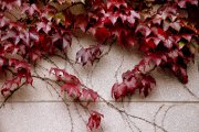 images/beacon/redleaves.jpg
