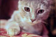 images/hudsonvalley/cat.jpg