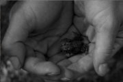 images/hudsonvalley/frog.jpg
