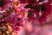 images/hudsonvalley/pinkblossoms.jpg