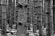 images/hudsonvalley/tree.jpg